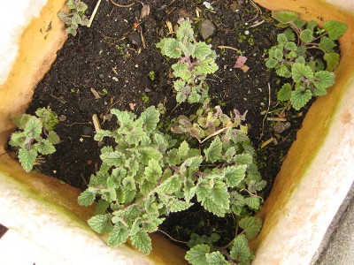 130410_nepeta_cataria.jpg