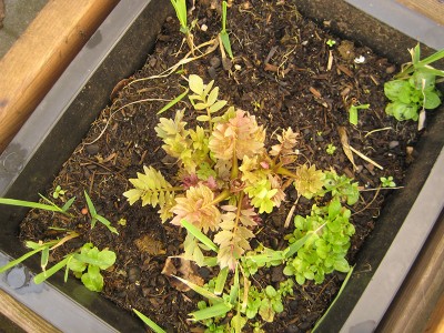 130410_valeriana.jpg