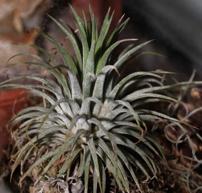 Tillandsia cf. kolbii.jpg
