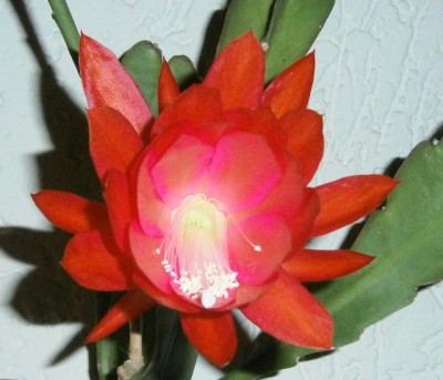 P3140026 (640x549).jpg