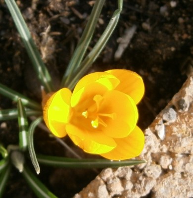 Crocus ancyrensis - 002 (624x640).jpg