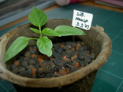 PICT3557.JPG