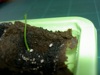 PICT3556.JPG