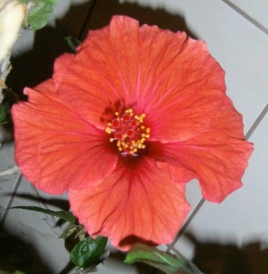 Hibiscus rosa-sinensis - Samtblüte rot - 002 (627x640).jpg