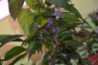Purple Jalapeno.JPG