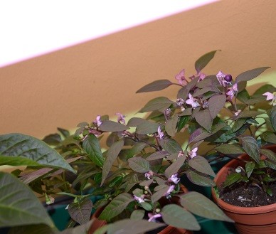 Pretty in Purple.JPG
