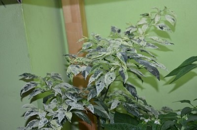Fish Pepper.JPG