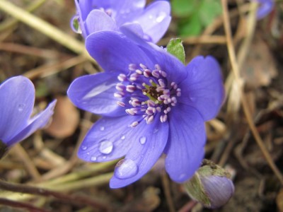 Leberblümchen.JPG