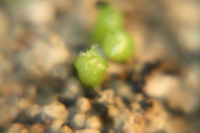 K1024_10.04.13 Echinopsis baby.JPG