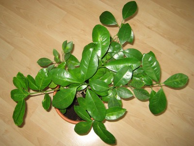130411_calamondin.jpg