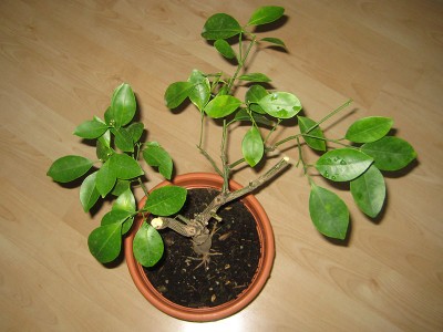 130226_calamondin.jpg