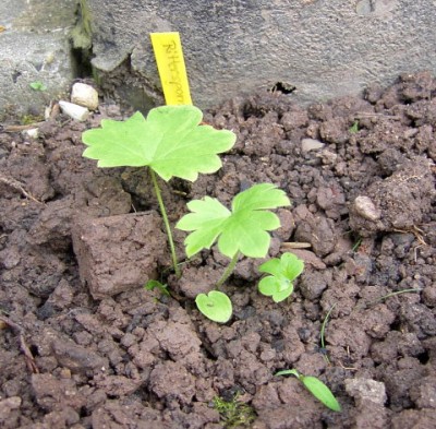 17.09.07 Rittersporn - StandUp Delphinium x cultorum..JPG