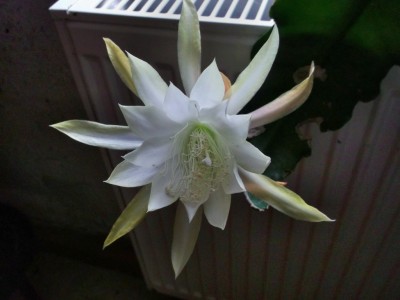 Epiphyllum3.jpg