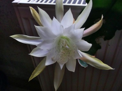 Epiphyllum2.jpg