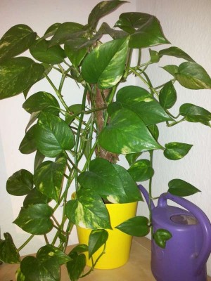 20130411_155125-800.jpg