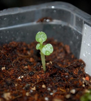 Dorstenia 010yy.jpg