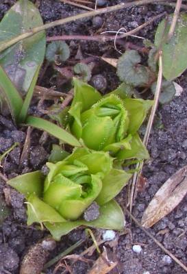DSCI0065 - Kopie.JPG