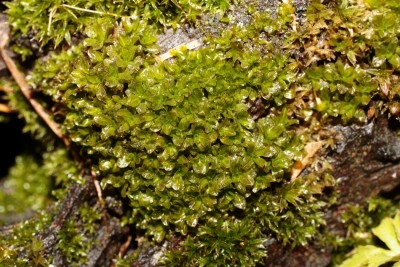Syntrichia latifolia (3).jpg