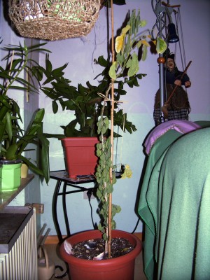 samanea samana 003.jpg