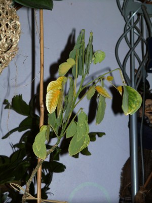 samanea samana 002.jpg