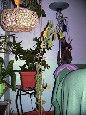 samanea samana 001.jpg