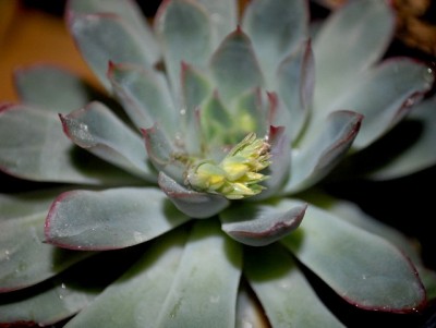 Echeveria13 003yy.jpg