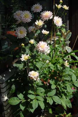 Dahlia 075yy.jpg