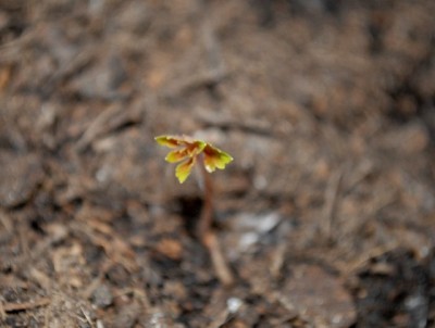 Frühling2013 025yy.jpg