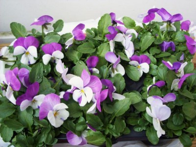 Photo2.jpg