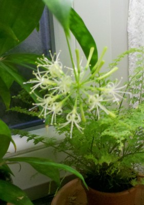 D. Surculosa Blüte 002.jpg