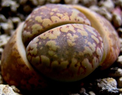 lebende-Steine-Lithops-226.jpg