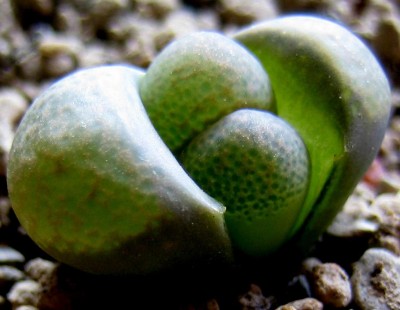 lebende-Steine-Lithops-228.jpg