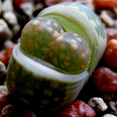 lebende-Steine-Lithops-2251.jpg