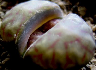 lebende-Steine-Lithops-227.jpg