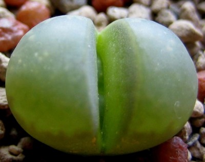 lebende-Steine-Lithops-223.jpg