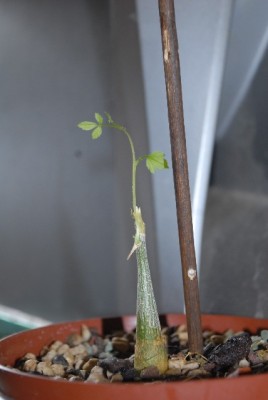 Momordica 005yy.jpg