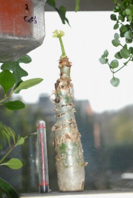 Jatropha213 005yy.jpg