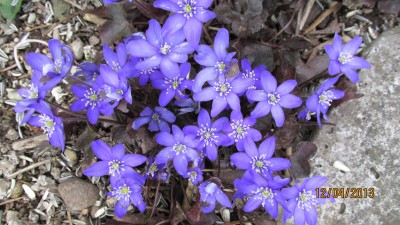 Boga-April 2013 002.jpg