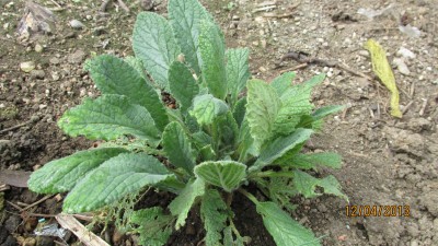 Borretsch, frosthart.jpg