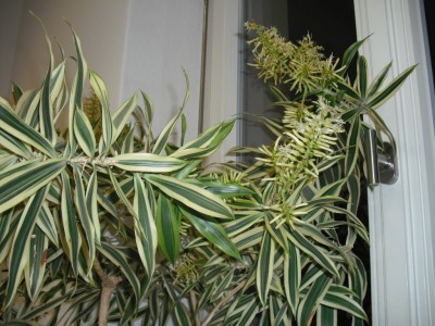 Dracaena reflexa Song of India.jpg