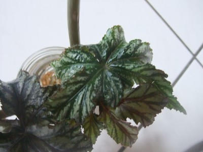 DSCF9686.JPG