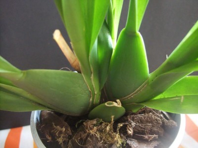 DSCF9677.JPG