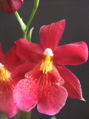 DSCF9676.JPG