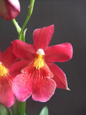 DSCF9675.JPG