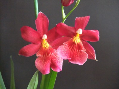 DSCF9674.JPG