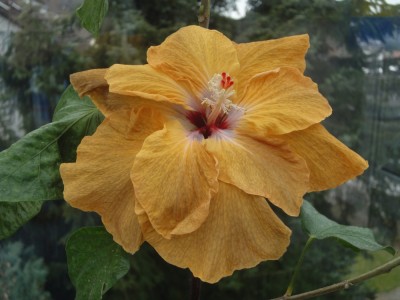 DSC05303 Me-oh  x Cloudy.jpg