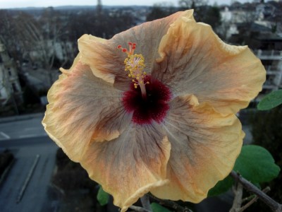 DSC05226 Cloudy Days.jpg