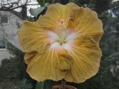 DSC05292 Green Goddess.jpg