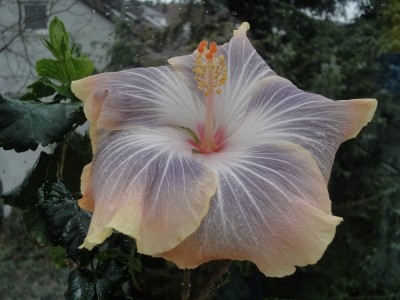 DSC05273 Silver Memories 13.4.2013.jpg