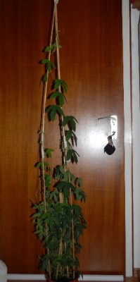 Passiflora 004yy.jpg